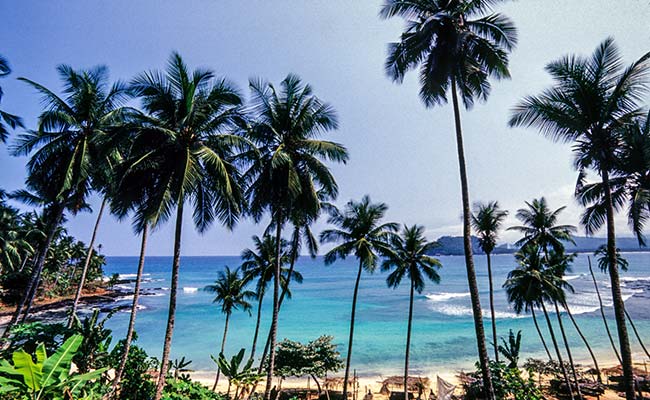 Kerala Boy, 12, Crushed By Coconut Tree While Trying To Catch Parrot: Cops