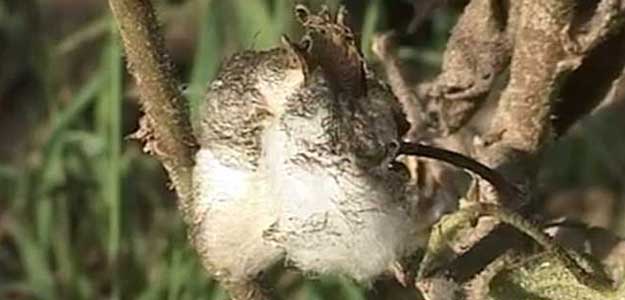 Feel Free To Leave India, Says Government to Monsanto In GM Cotton Row