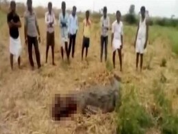 Caught On Camera: Laughing Men Batter Crocodile With Stones In Karnataka Caught On Camera: Laughing Men Batter Crocodile With Stones In Karnataka