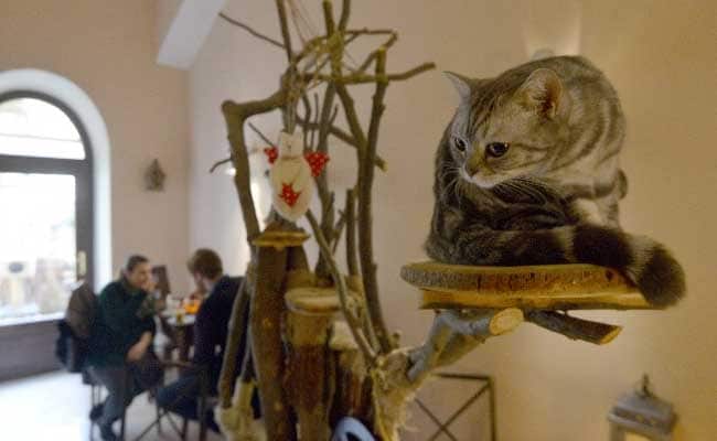 Czech Cat Cafe Boom Pairs Soothing Strokes With Java Jolts