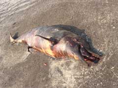 Dead Dolphin Washes Up On Beach Near Mumbai