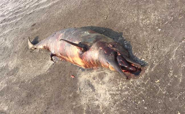 Dead Dolphin Washes Up On Beach Near Mumbai