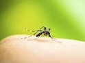Delhi Reports Seasons First Dengue Death