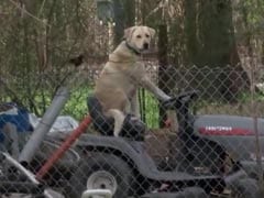 Dog Found Sitting On Lawnmower Post Texas Tornado Wins The Internet