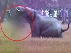 Elephant Kills Man By Flinging Him To The Ground, Trampling Him