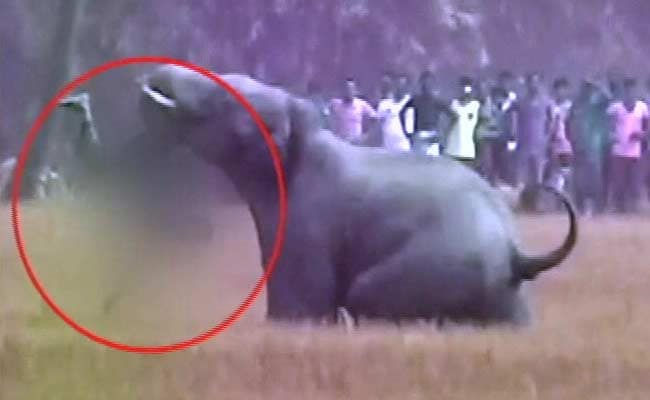 Elephant Kills Man By Flinging Him To The Ground, Trampling Him