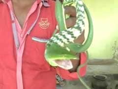 Rare Flying Snake Spotted In Tamil Nadu