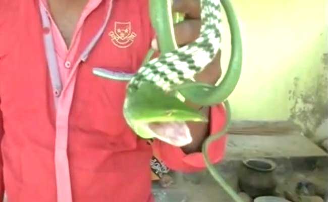 तमिलनाडु में दिखा उड़ने वाला अनोखा सांप