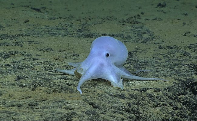 Ghostlike' Octopus Found In Pacific May Belong To New Species