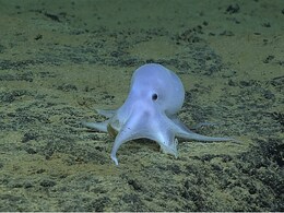 'Ghostlike' Octopus Found In Pacific May Belong To New Species 'Ghostlike' Octopus Found In Pacific May Belong To New Species