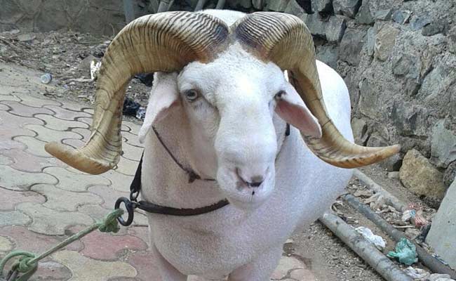 मुंबई में बकरों को लड़ाने और सट्टा लगाने के आरोप में 12 लोग गिरफ्तार