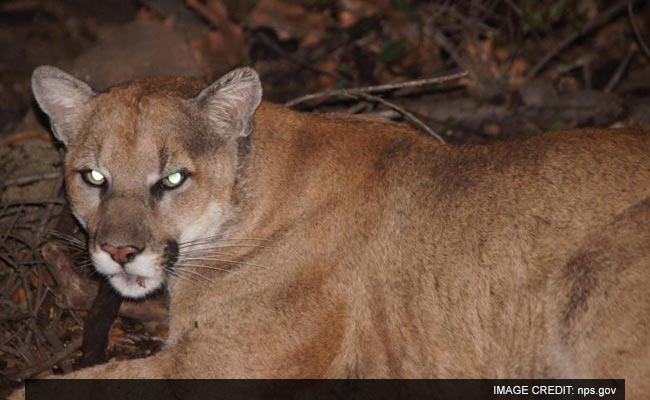 Los Angeles Zoo To The Mountain Lion That Probably Ate Its Koala: No Hard Feelings