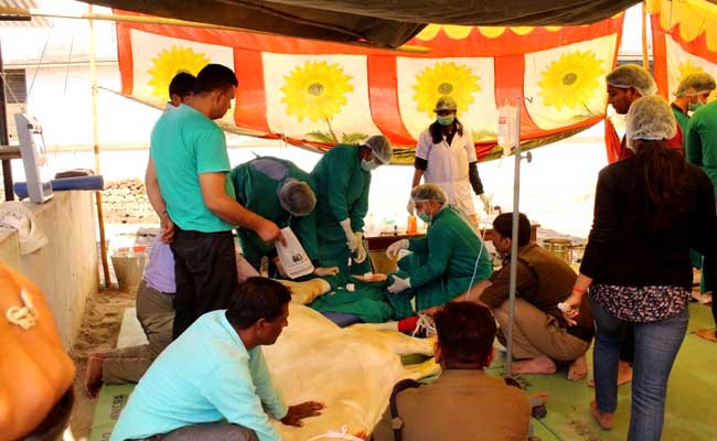 Video Shows BJP Leader Didn't Hit Horse Who Is Visited By Chief Minister