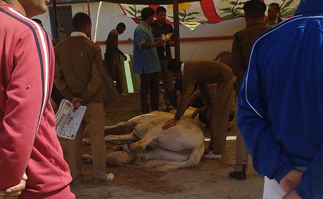 Congress Will Get Shaktiman The Horse Killed: BJP Lawmaker To NDTV