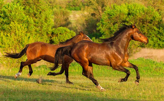 Once Extinct, World's Last Wild Horse Returns To Russian Steppes