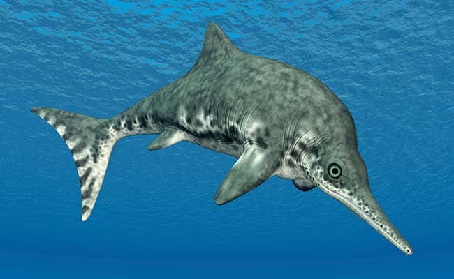 The Ichthyosaur Swam The Seas For 150 Million Years. Then The Climate Changed