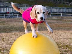'Safe Paws' Japan Pooch Sets Yoga Ball Speed Record