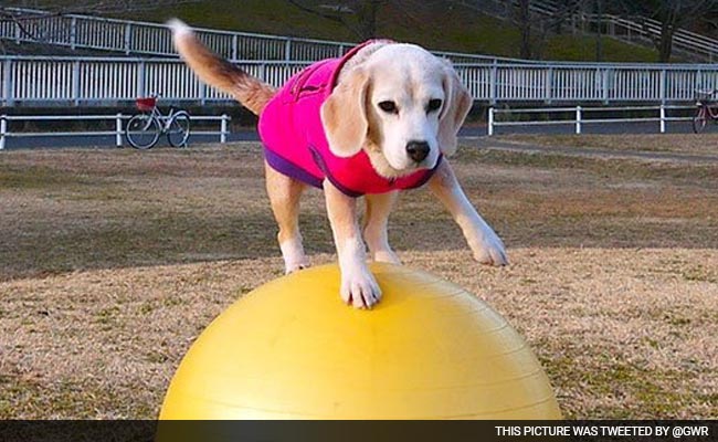 'Safe Paws' Japan Pooch Sets Yoga Ball Speed Record