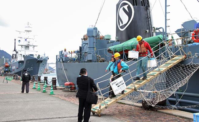 Japan Fleet Kills 333 Whales In Antarctic Hunt