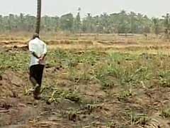 No Water For Crops In Karnataka's Sugarcane Belt