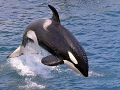 Killer Whale That Drowned US Trainer Badly Ill