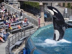 Theme Park Seaworld To End Controversial Killer Whale Breeding Project