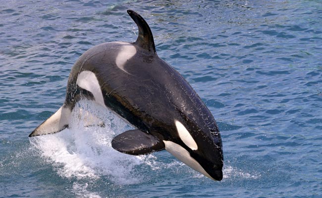 Killer Whale That Drowned US Trainer Badly Ill