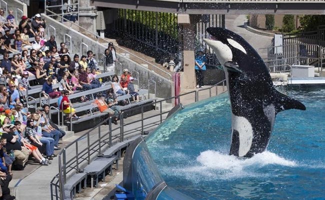 Theme Park Seaworld To End Controversial Killer Whale Breeding Project
