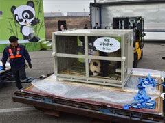 Chinese Pandas Given By President Xi Jinping Arrive In South Korea