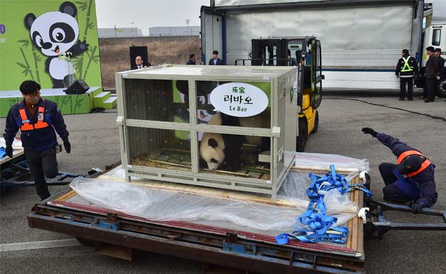 Chinese Pandas Given By President Xi Jinping Arrive In South Korea