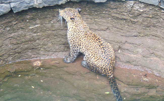 Injured Leopard Stuck In Slush For 15 Hours Drowns