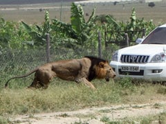 Man Mauled, Lion Shot In Latest Nairobi Incident
