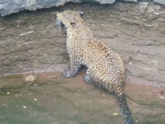 A Midnight Stroll Didn't Turn Out So Well For This Big Cat