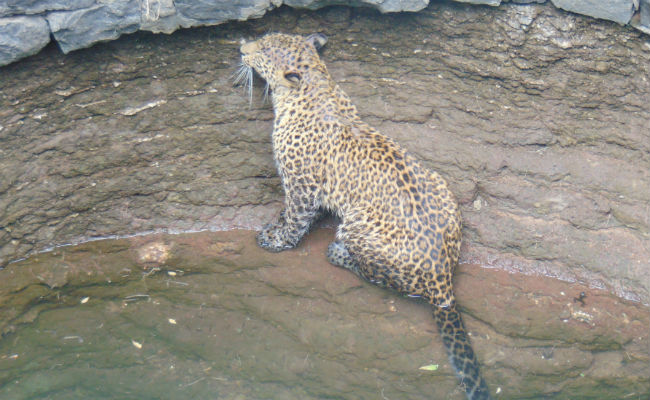 A Midnight Stroll Didn't Turn Out So Well For This Big Cat