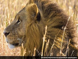 Rangers Killed One Of Kenya's Most Famous Lions Because They Were Out Of Tranquilizers Rangers Killed One Of Kenya's Most Famous Lions Because They Were Out Of Tranquilizers