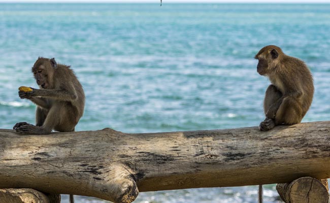 Telangana To Set Up Monkey Rescue, Rehabilitation Centre