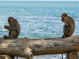 Scientists Create Antibody Cocktail That Cures Ebola-Infected Monkeys: Study Scientists Create Antibody Cocktail That Cures Ebola-Infected Monkeys: Study