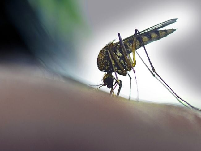 Mosquitoes' Rapid Spread Poses Threat Beyond Zika