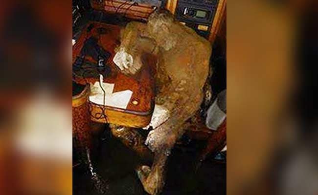 Mummified Body Of Man Found On A Drifting Yacht, Hunched On A Table
