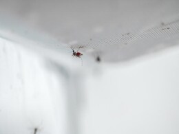 Test Of Zika-Fighting Genetically Altered Mosquitoes Gets Tentative FDA Approval Test Of Zika-Fighting Genetically Altered Mosquitoes Gets Tentative FDA Approval