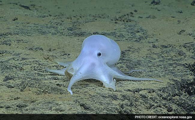 Scientist: Possible New Octopus Species Found Near Hawaii