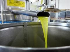 The Olive Oil Scandals: Italy Fights Back