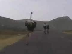 In High Speed Chase, Ostrich Races After Cyclists in South Africa