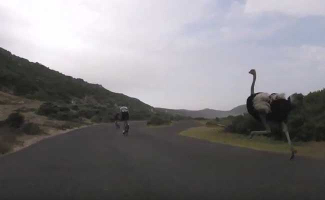 In High Speed Chase, Ostrich Races After Cyclists in South Africa