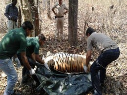 Tigress, 2 Cubs Poisoned In Madhya Pradesh's Pench Tiger Reserve Tigress, 2 Cubs Poisoned In Madhya Pradesh's Pench Tiger Reserve