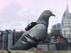 Pigeons In Tiny Backpacks Are Measuring Air Pollution In London