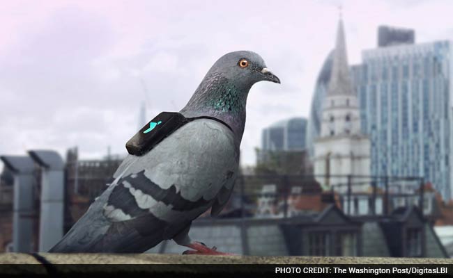 Pigeons In Tiny Backpacks Are Measuring Air Pollution In London