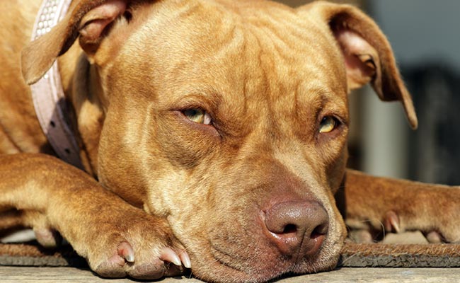 India Bans Import Of Dogs For Commercial Purposes