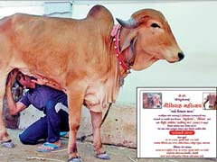 700 Guests Will Bless This Bovine Wedding In Gujarat
