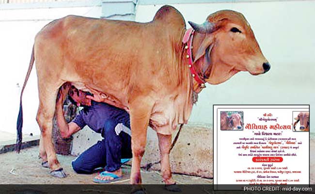 700 Guests Will Bless This Bovine Wedding In Gujarat